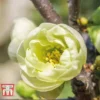 Chaenomeles Speciosa 'Yukigoten' -Cheap Tree Foliage Store CHAE T66121T A