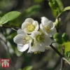 Chaenomeles X Superba 'Jet Trail' -Cheap Tree Foliage Store CHAE T66127 B