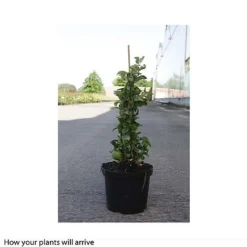 Chaenomeles X Superba 'Jet Trail' -Cheap Tree Foliage Store CHAE T66127 B h