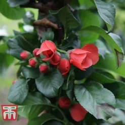 Chaenomeles 'Orange Storm' -Cheap Tree Foliage Store CHAE T79995 D