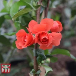 Chaenomeles 'Orange Storm' -Cheap Tree Foliage Store CHAE T79995 F
