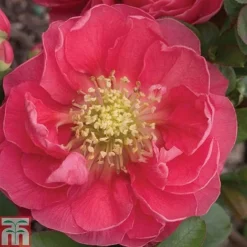 Chaenomeles 'Pink Storm' -Cheap Tree Foliage Store CHAE T79996 A