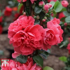 Chaenomeles 'Pink Storm' -Cheap Tree Foliage Store CHAE T79996 C