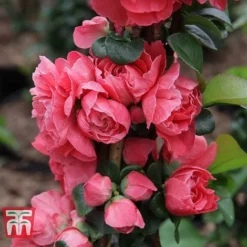 Chaenomeles 'Pink Storm' -Cheap Tree Foliage Store CHAE T79996 E