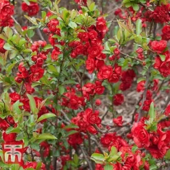 Chaenomeles 'Scarlet Storm' -Cheap Tree Foliage Store CHAE T79997 B