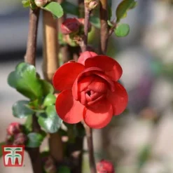 Chaenomeles 'Scarlet Storm' -Cheap Tree Foliage Store CHAE T79997 E