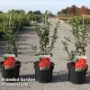Chaenomeles Speciosa 'Red Kimono' -Cheap Tree Foliage Store CHAE REDKIMONO S45291