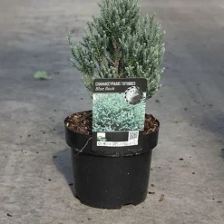 Chamaecyparis Thyoides 'Blue Rock' 5 Chamaecyparis Thyoides 'Blue Rock' -Cheap Tree Foliage Store CHAM BLUEROCK S45294 NOW