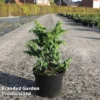 Chamaecyparis Obtusa 'Hannah' -Cheap Tree Foliage Store CHAM HANNAH S45286