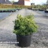 Chamaecyparis Obtusa 'Tsatsumi Gold' -Cheap Tree Foliage Store CHAM TSATSUMIG S45288