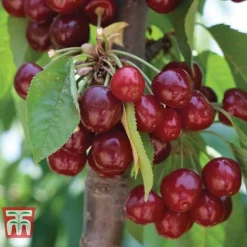 Cherry 'Stella' -Cheap Tree Foliage Store CHER CWW3244 A1