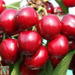 Cheap Tree Foliage Store -Cheap Tree Foliage Store CHER CWW3402 B