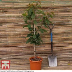 Cherry 'Sunburst' -Cheap Tree Foliage Store CHER CWW3402 C