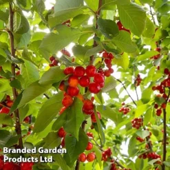 Cherry 'Sylvia' (Mini Fruit Tree) -Cheap Tree Foliage Store CHER T10442 C1