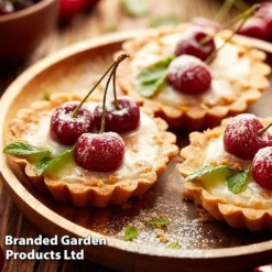 Cherry 'Sylvia' (Mini Fruit Tree) -Cheap Tree Foliage Store CHER T10442 F