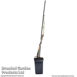 Cherry 'Sylvia' (Mini Fruit Tree) -Cheap Tree Foliage Store CHER T10442 G