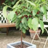 Cherry 'Hartland' (patio) 1 Cherry 'Hartland' (patio) -Cheap Tree Foliage Store CHER T46917 A h