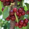 Cherry 'Stella' Bare Root 1 Cherry 'Stella' Bare Root -Cheap Tree Foliage Store CHER T71131 A h