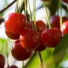Cherry 'Summer Sun' 2 Cherry 'Summer Sun' -Cheap Tree Foliage Store CHER T71132 A h