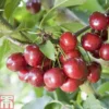 Cherry 'Celeste' -Cheap Tree Foliage Store CHER TKA1761 A