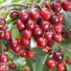 Cherry 'Kordia' -Cheap Tree Foliage Store CHER TKA1763 A