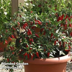 Chilli Pepper 'Apache' F1 Hybrid -Cheap Tree Foliage Store CHILL WKB9911 D