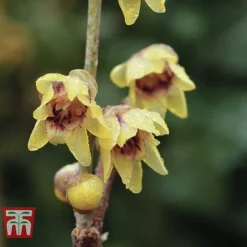 Chimonanthus Praecox