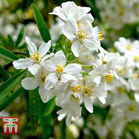 Choisya X Dewitteana 'Aztec Pearl' 3 Choisya X Dewitteana 'Aztec Pearl'