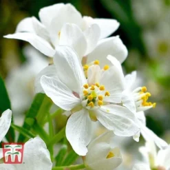 Choisya X Dewitteana 'Aztec Pearl' 10 Choisya X Dewitteana 'Aztec Pearl' -Cheap Tree Foliage Store CHOI T66143 C