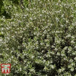 Choisya X Dewitteana 'Aztec Pearl' 11 Choisya X Dewitteana 'Aztec Pearl' -Cheap Tree Foliage Store CHOI T66143 D