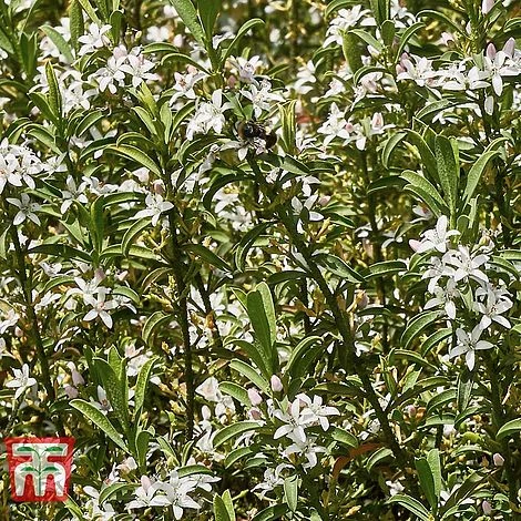 Choisya X Dewitteana 'Aztec Pearl' 4 Choisya X Dewitteana 'Aztec Pearl' - Image 2