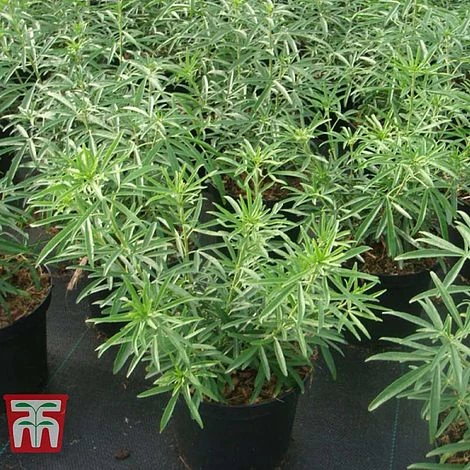 Choisya X Dewitteana 'Aztec Pearl' 7 Choisya X Dewitteana 'Aztec Pearl' - Image 5