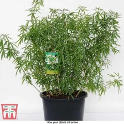 Choisya X Dewitteana 'Aztec Pearl' 13 Choisya X Dewitteana 'Aztec Pearl' -Cheap Tree Foliage Store CHOI T66143 G