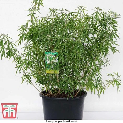 Choisya X Dewitteana 'Aztec Pearl' 8 Choisya X Dewitteana 'Aztec Pearl' - Image 6