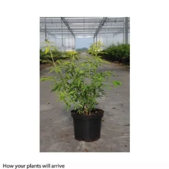 Choisya X Dewitteana 'Goldfingers' -Cheap Tree Foliage Store CHOI T66144 B h