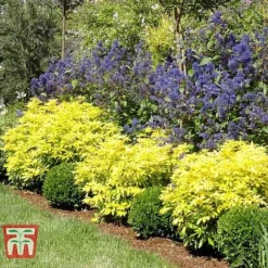 Choisya X Dewitteana 'Goldfingers' -Cheap Tree Foliage Store CHOI T66144 D