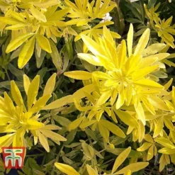 Choisya X Dewitteana 'Goldfingers' -Cheap Tree Foliage Store CHOI T66144 F