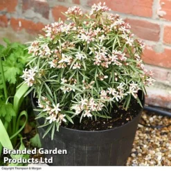 Choisya 'Little Bee' -Cheap Tree Foliage Store CHOI WKC1582 C1