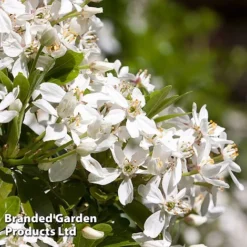 Evergreen Patio Shrub Collection -Cheap Tree Foliage Store CHOI TERNATA L30898