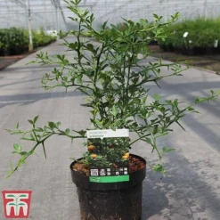 Citrus Trifoliata -Cheap Tree Foliage Store CITR TKA3374 A