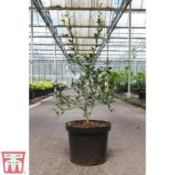 Citrus Trifoliata -Cheap Tree Foliage Store CITR TKA3374 B