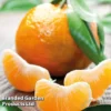 Mandarin Citrus Plant -Cheap Tree Foliage Store CITRUSMANDARIN KC5370 A
