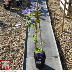 Clematis 'General Sikorski' 7 Clematis 'General Sikorski' -Cheap Tree Foliage Store CLEM 59409 A2