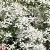 Clematis Armandii -Cheap Tree Foliage Store CLEM P2005 A