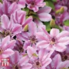 Clematis 'Nelly Moser' -Cheap Tree Foliage Store CLEM T58049 A