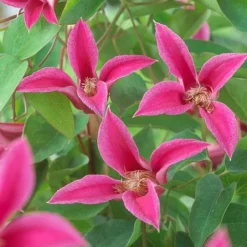 Clematis 'Princess Diana' -Cheap Tree Foliage Store CLEM T58051 A h