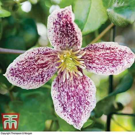 Clematis Cirrhosa Var. Purpurascens 'Freckles' 3 Clematis Cirrhosa Var. Purpurascens 'Freckles'