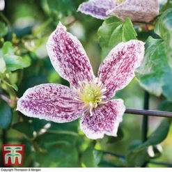 Clematis Cirrhosa Var. Purpurascens 'Freckles' 7 Clematis Cirrhosa Var. Purpurascens 'Freckles' -Cheap Tree Foliage Store CLEM T59148 C1