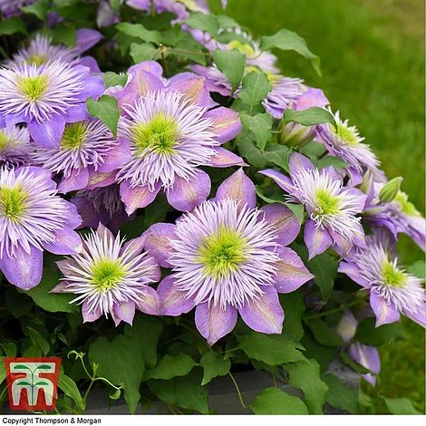 Clematis Crystal Fountain™ Evipo038 4 Clematis Crystal Fountain™ Evipo038 - Image 2