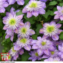 Clematis Crystal Fountain™ Evipo038 13 Clematis Crystal Fountain™ Evipo038 -Cheap Tree Foliage Store CLEM T59150 E1